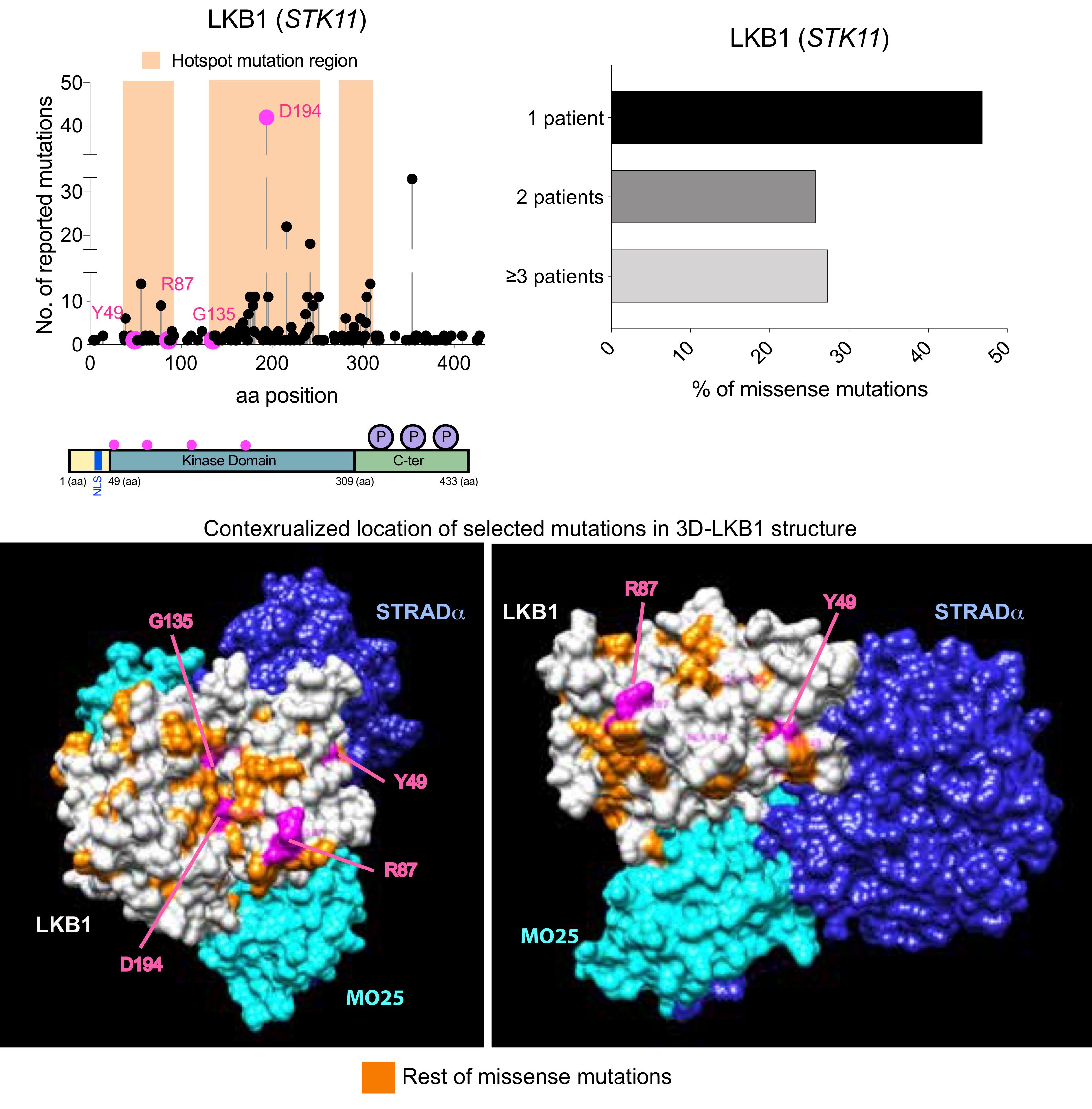 STK11 missense mutations go beyond the tumor suppression loss